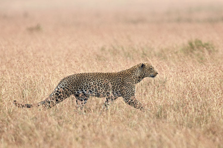 Leopard Pursuing Prey