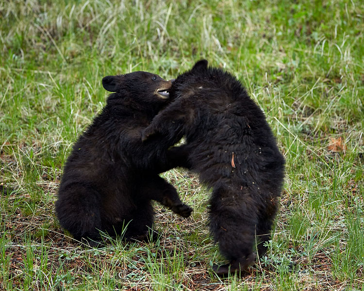 Black Bear Cubs Wrestling