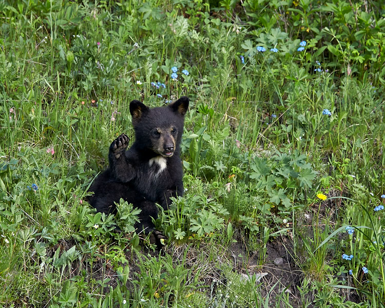 Black Bear Cub Waving