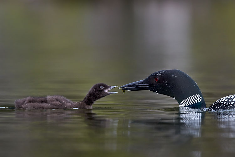 Common Loon Adult Feeding A Chick