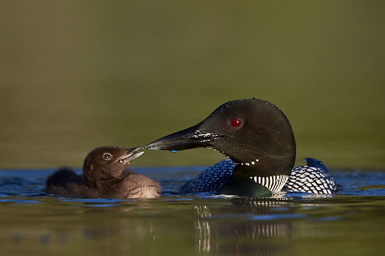 Common Loon Adult And Chick