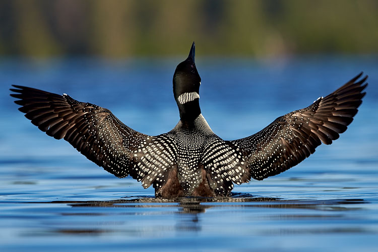 Common Loon Stretching Its Wings