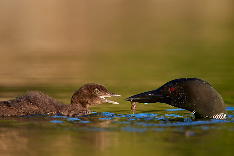 Common Loon Adult Feeding A Chick