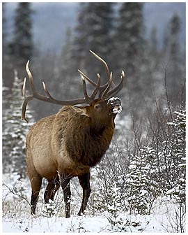 elk bugling draft