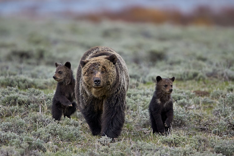 JHP Blog - May 13, 2016 - Grizzly Bear Sow and Two COYs, Yellowstone ...