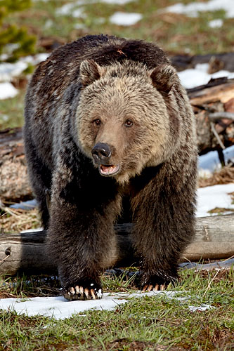 Grizzly Bear