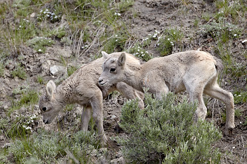 Bighorn Sheep Lambs