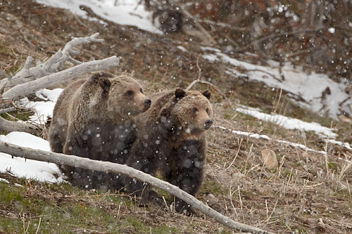 Two Grizzly Bears