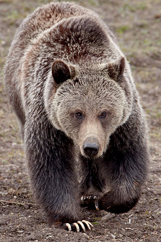 Grizzly Bear