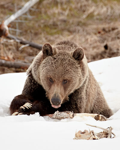 Grizzly Bear At Elk Carcass