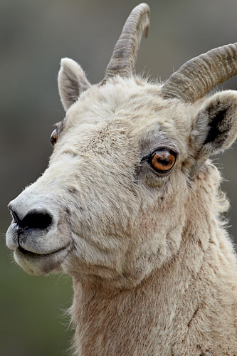 Bighorn Sheep Ewe