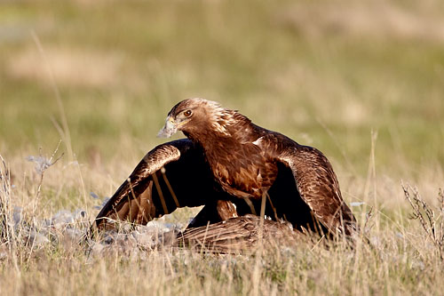 Golden Eagle