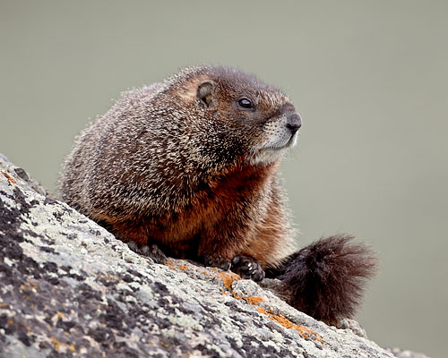 Yellow-Bellied Marmot