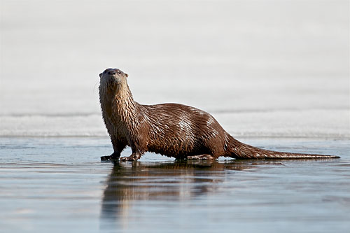 River Otter