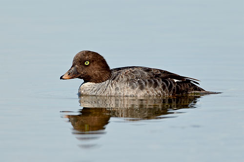 Female Barrow's Goldeneye