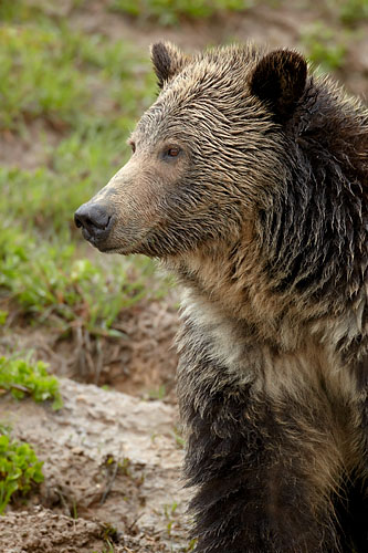 Grizzly Bear