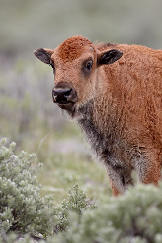 Bison Calf