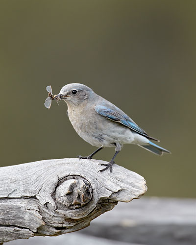 Female Mountain Bluebird