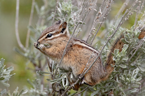 Yellow Pine Chipmunk