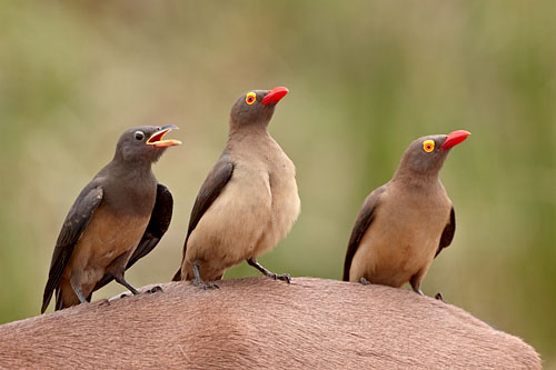 Red-Billed Oxpeckers