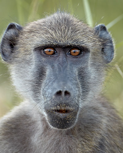 Young Chacma Baboon