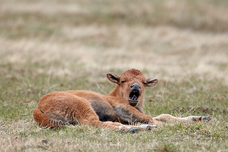 Bison Calf Yawning