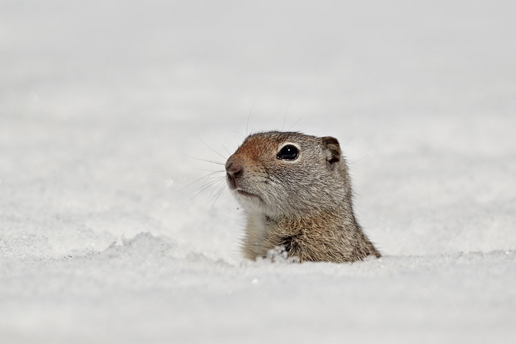 Uinta Ground Squirrel