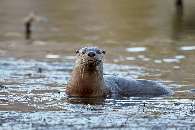 River Otter