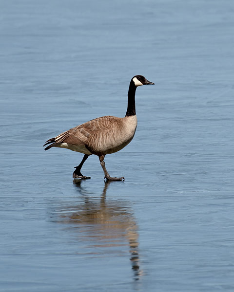 Canada Goose