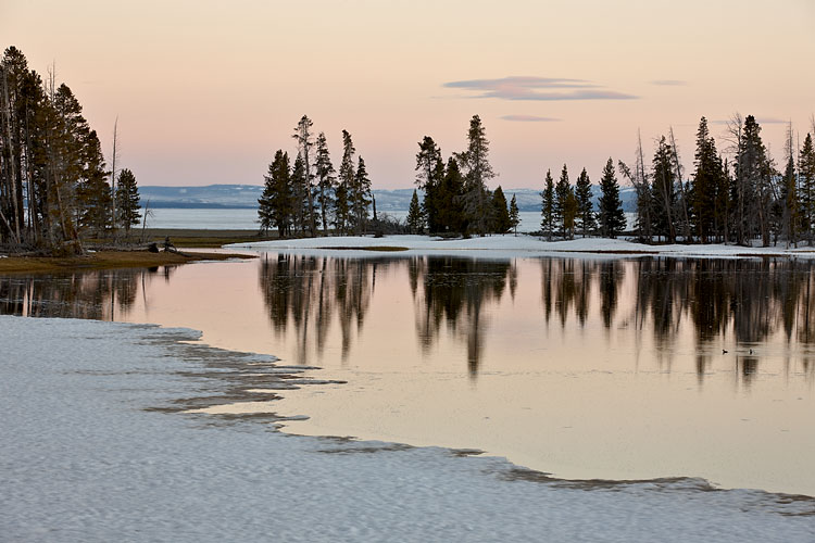 Evergreens Along Yellowstone Lake