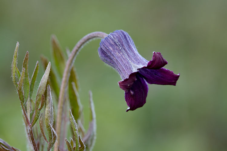 Hairy Clematis