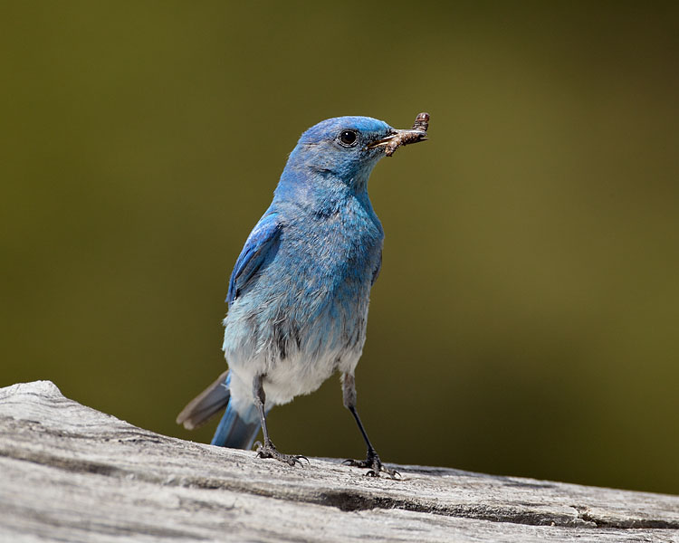 Mountain Bluebird