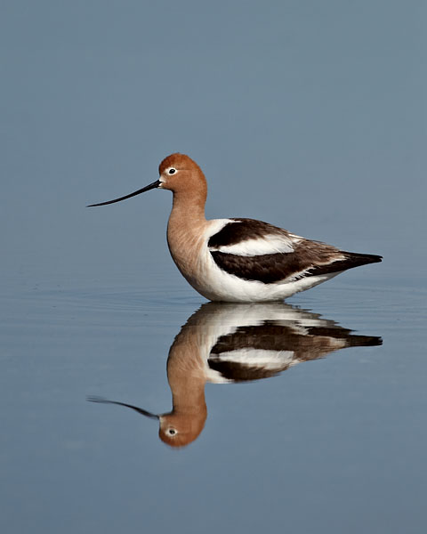 American Avocet