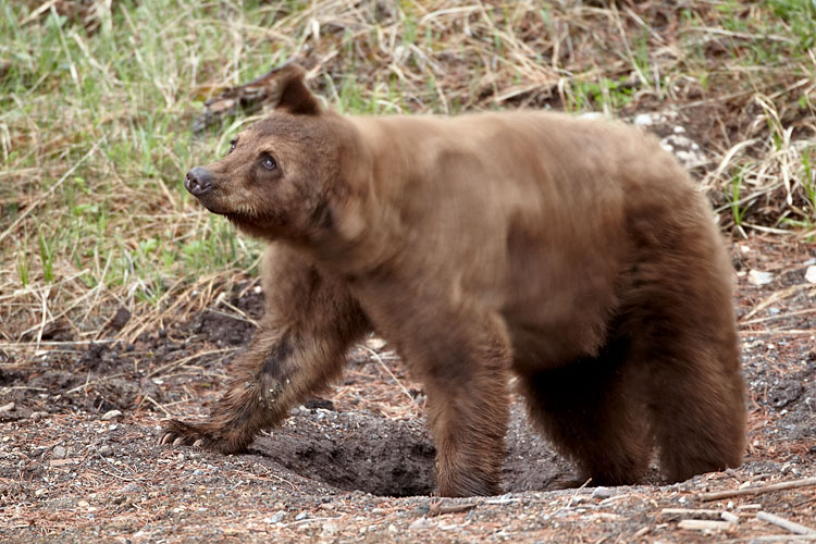 Cinnamon Black Bear