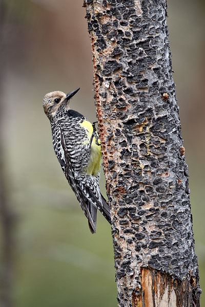 Female Williamson's Sapsucker