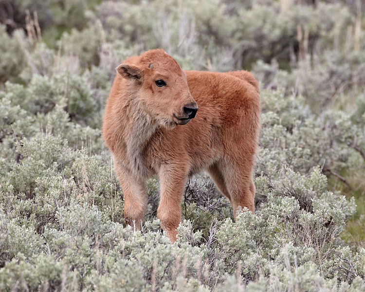 Bison Calf