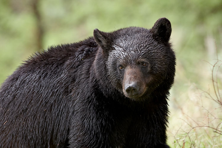 Black Bear