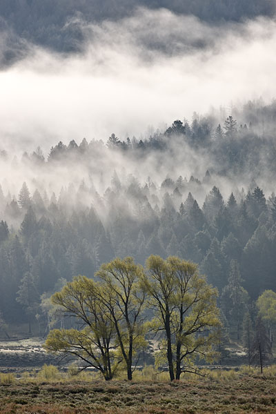 Fog And Trees