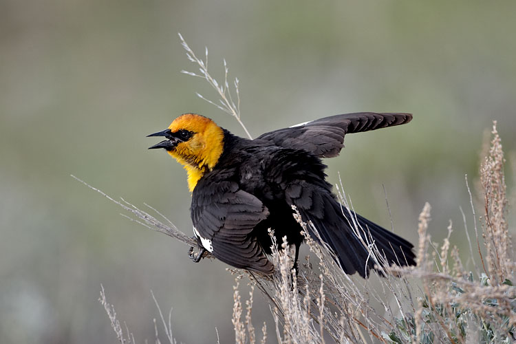 Yellow-Headed Blackbird Displaying