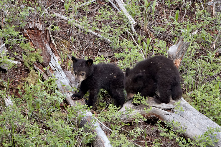 Black Bear Cubs