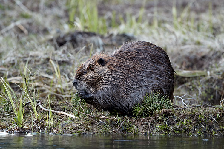 Beaver