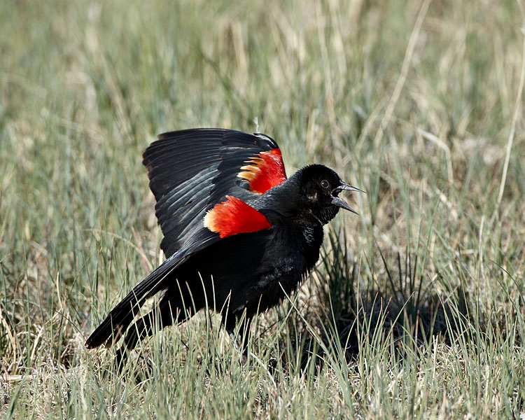 Red-Winged Blackbird