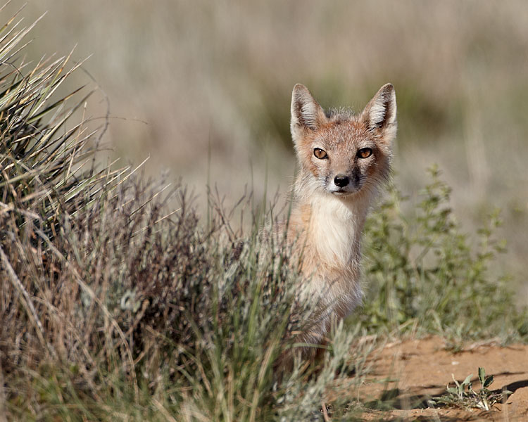 Swift Fox