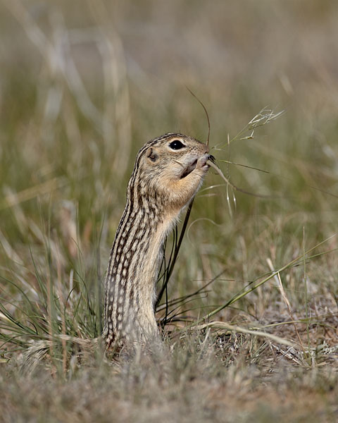 Thirteen-Lined Ground Squirrel