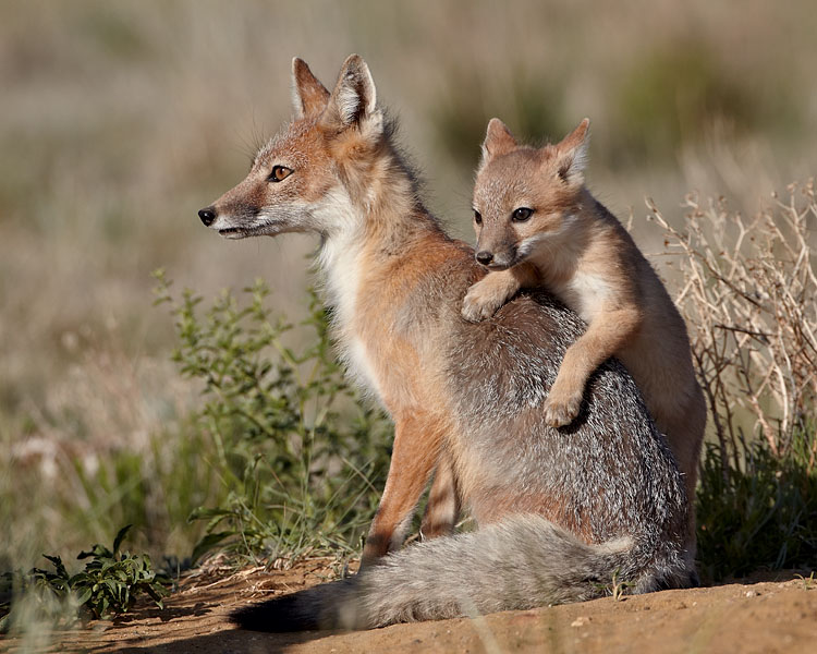 Swift Fox Vixen And Kit