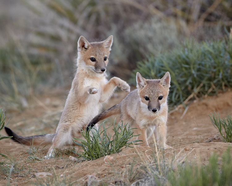 Swift Fox Kits