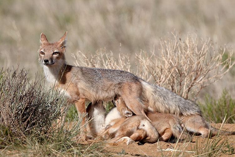 Swift Fox Nursing