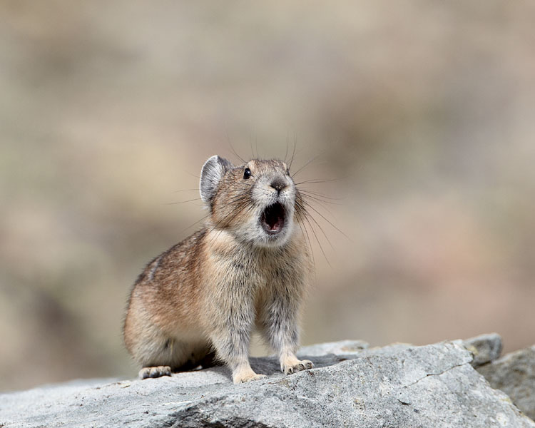 American Pika Calling