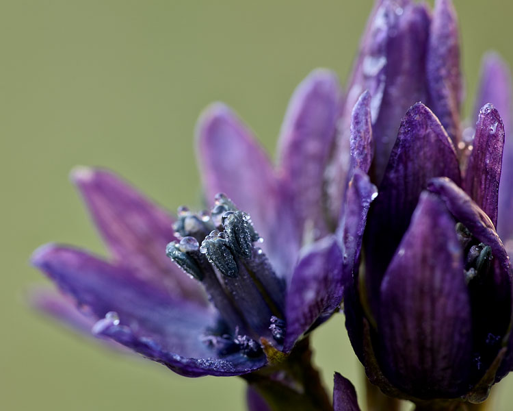 Star Gentian or Felwort