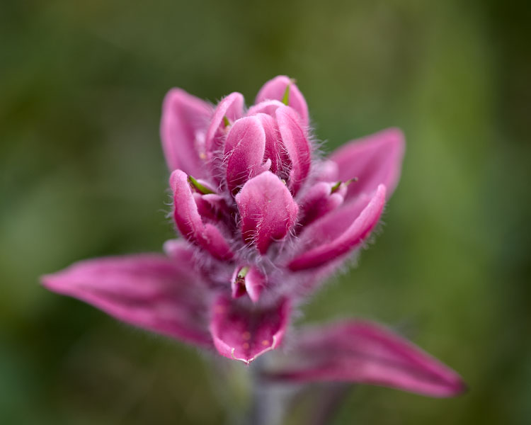 Rosy Paintbrush